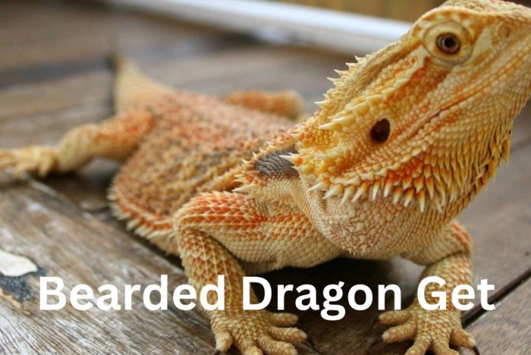 how big does a bearded dragon get